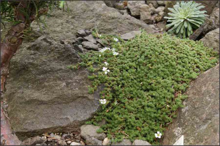 Arenaria obtusiloba.